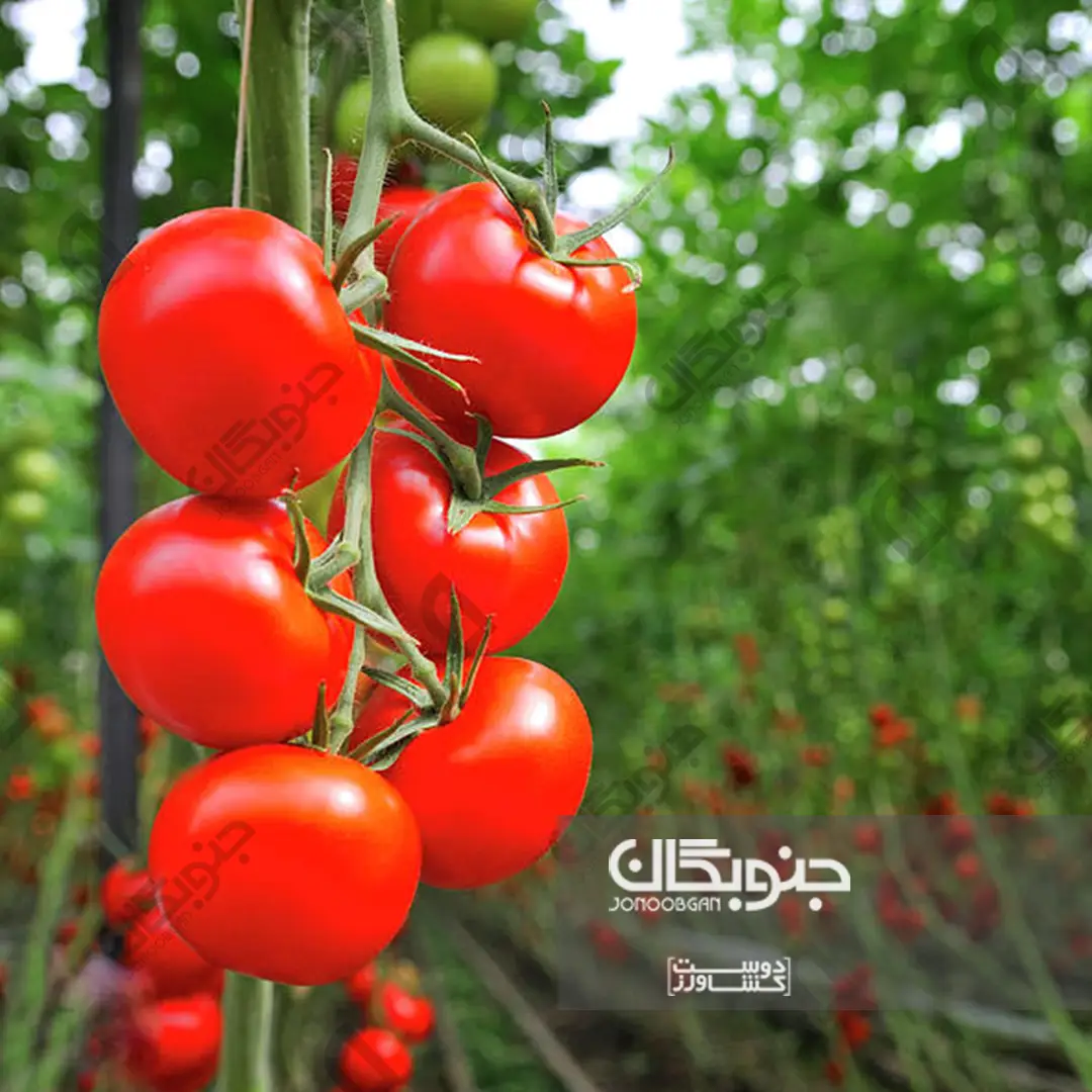 استفاده از کود مناسب در زمان استارتر گوجه فرنگی