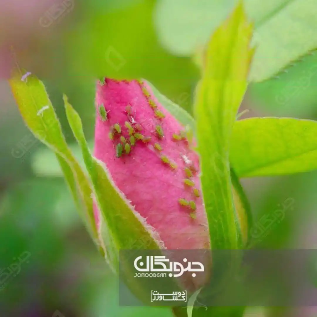 شته گل سرخ یا رز