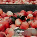 علت ریزش زودتر از مقرر میوه درختان چیست؟