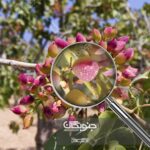 نگاهی دقیق‌تر به آنچه در ظاهر میبینیم