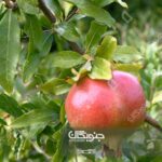 پیشگیری از ترک خوردن انار با میناسول کلسیم جنوبگان