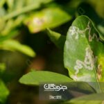 پروانه مینوز مرکبات