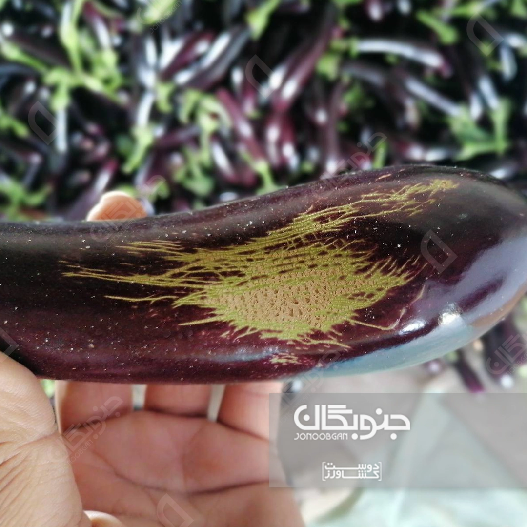 تریپس آفتی کلیدی در مزارع و گلخانه ها
