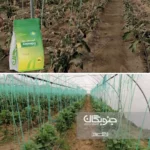 تاثیر اسیدآمینه و عنصر پتاسیم بر تنش سرمایی در گیاهان