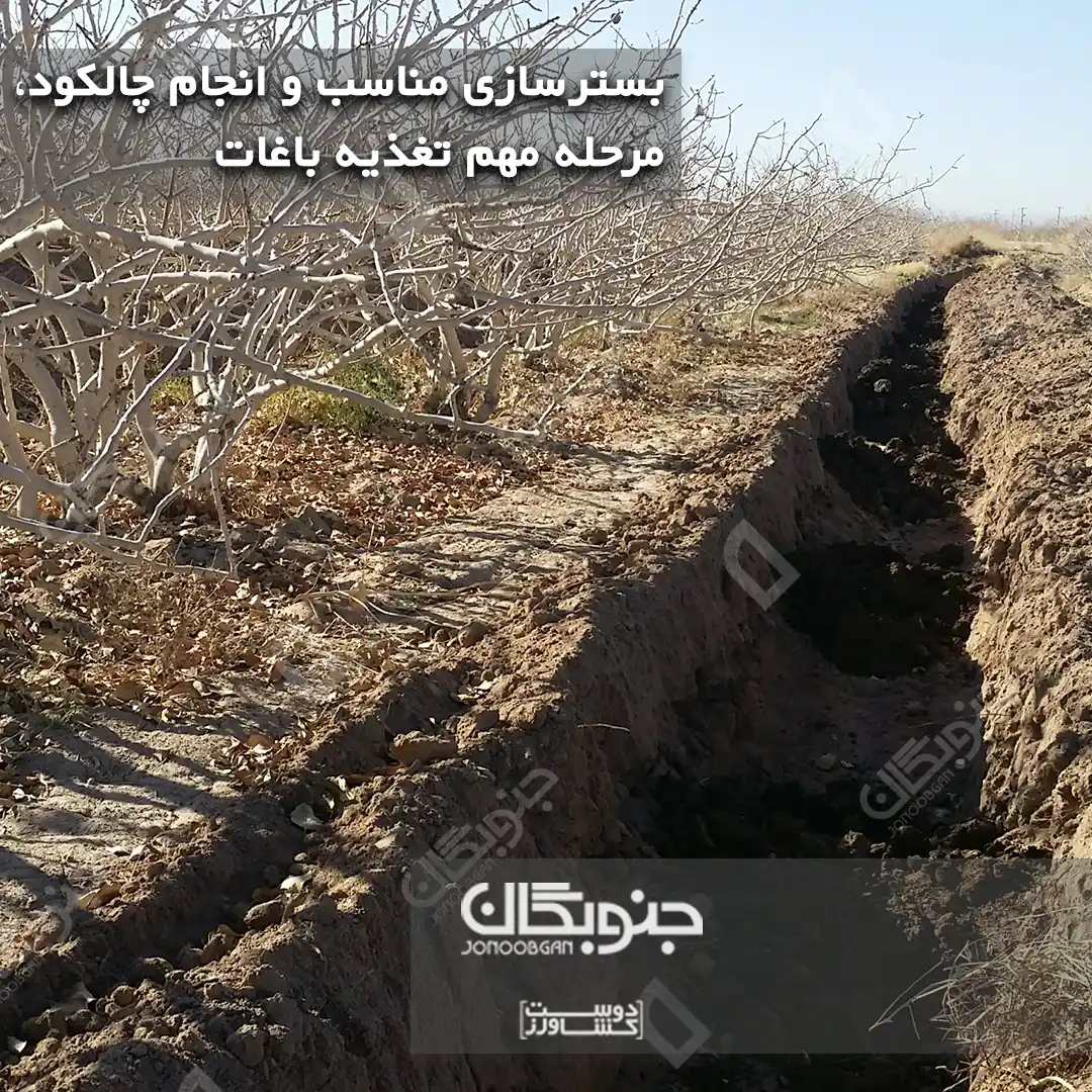 بسترسازی مناسب و انجام چالکود ، مرحله مهم تغذیه باغات