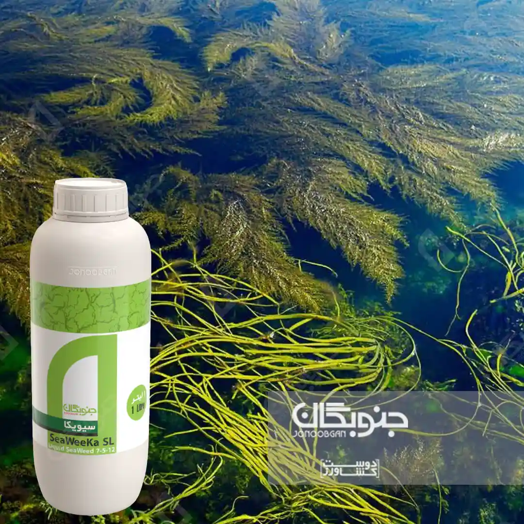 مواد محرک رشد (Biostimulants) : عصاره جلبک دریایی