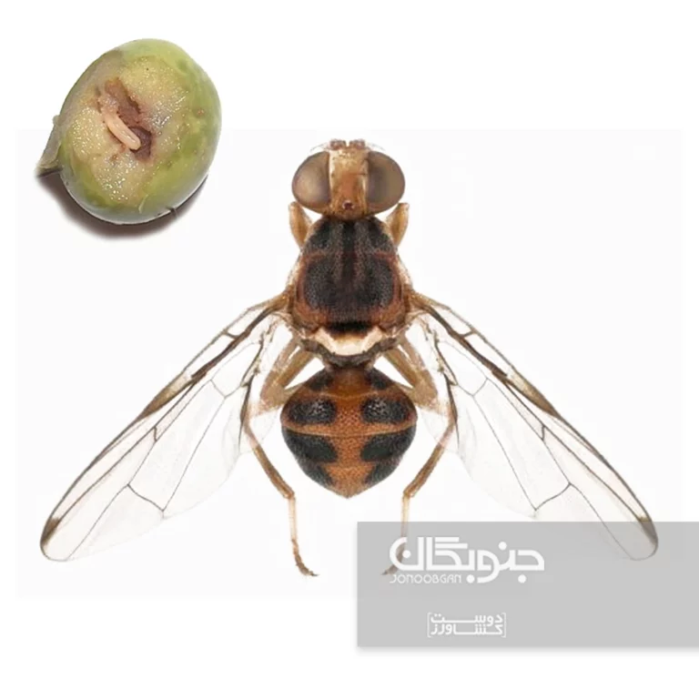 مگس-زیتون-Bactrocera oleae