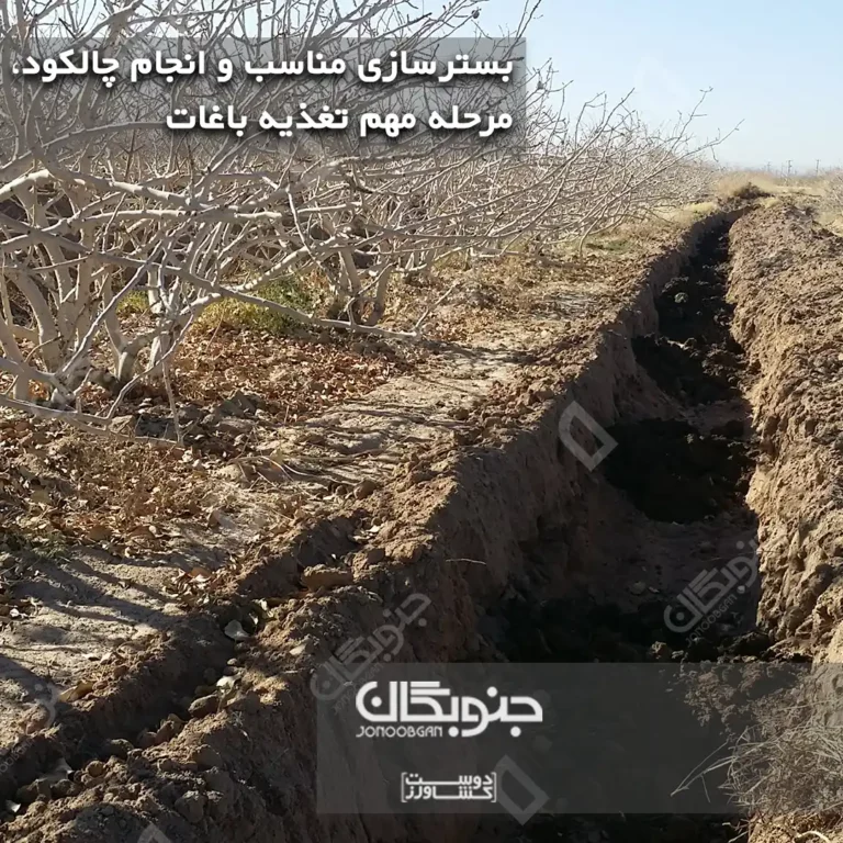 بسترسازی مناسب و انجام چالکود ، مرحله مهم تغذیه باغات