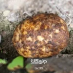 بیماری اسکب سیب زمینی