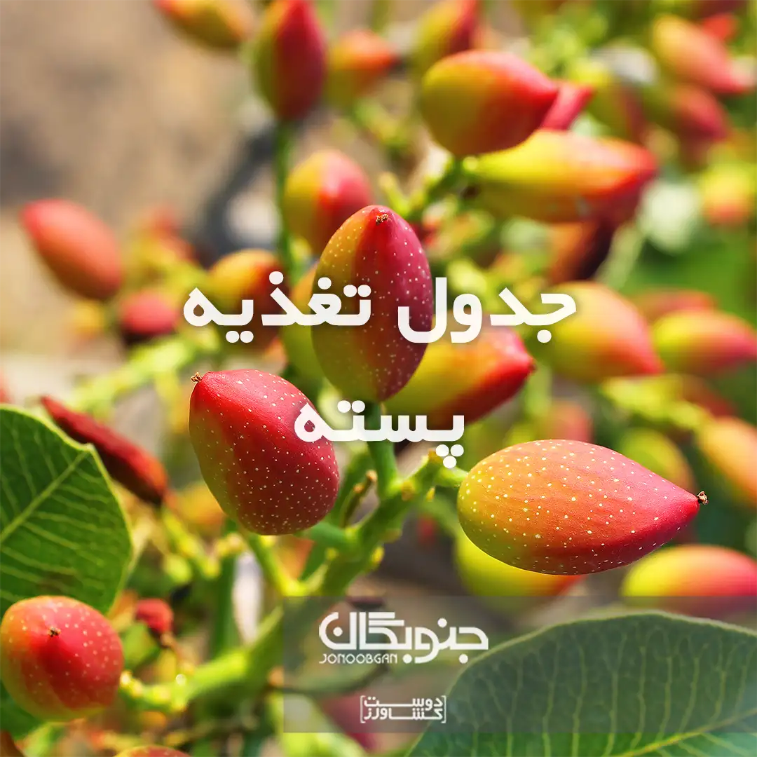 جدول تغذیه پسته جنوبگان