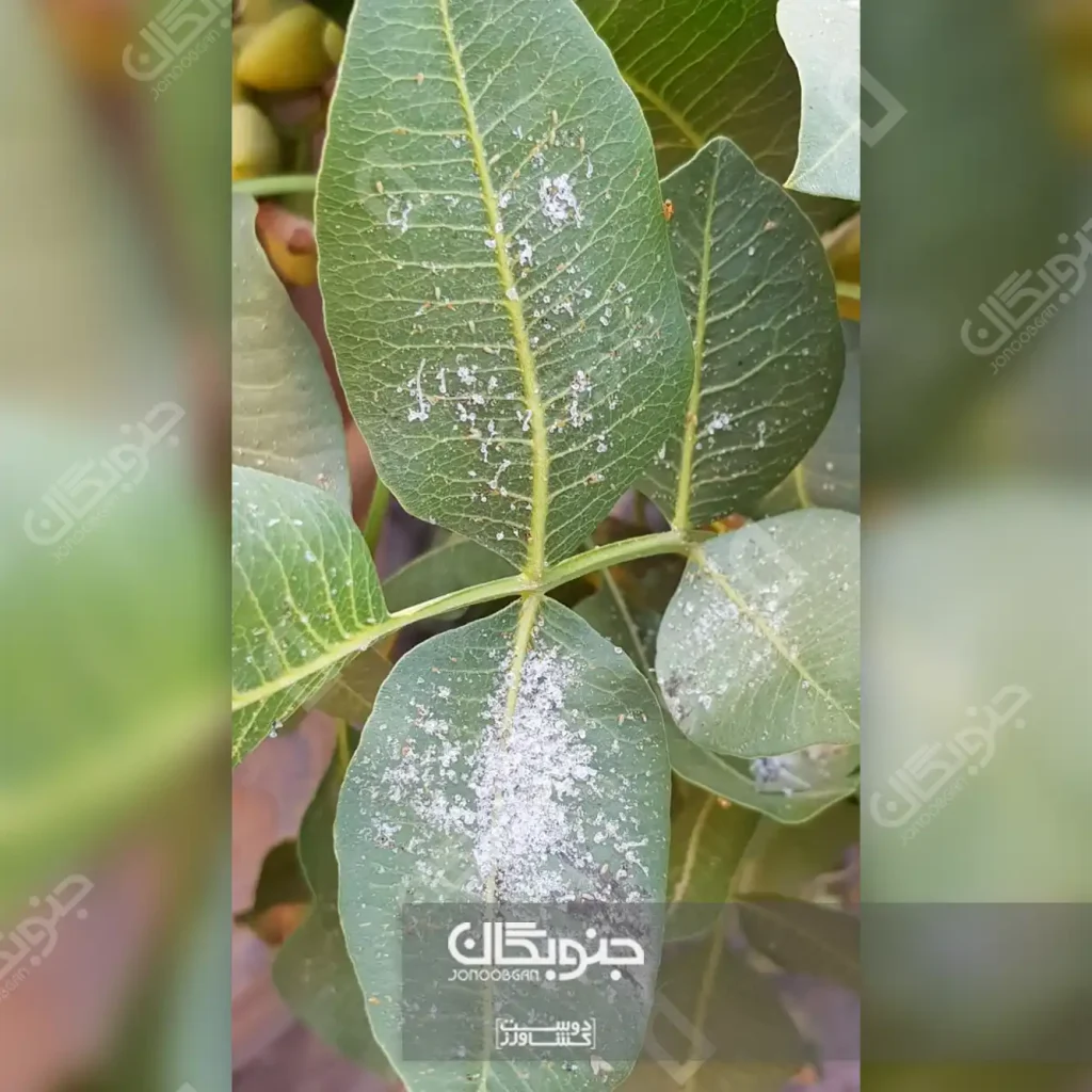 اثر سیلیکات پتاسیم (سیلیکاسول) روی پسیل معمولی پسته